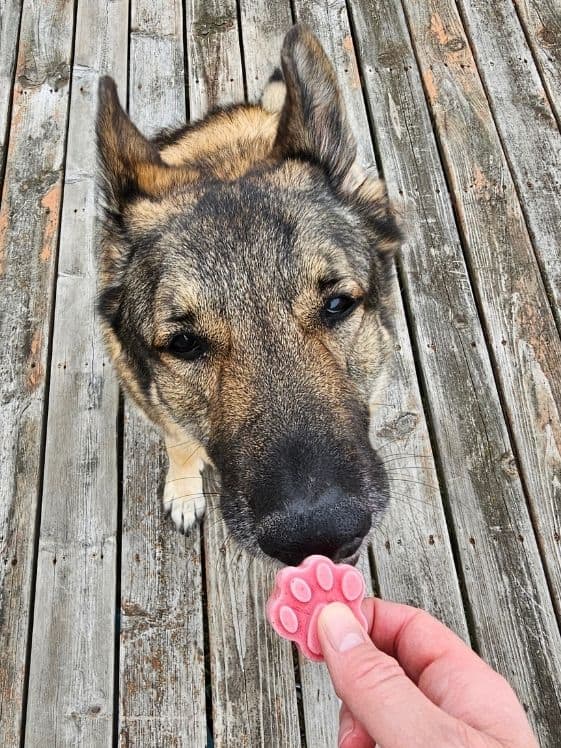 A German Shepherd licking a paw shaped strawberry ice cream dog treat that is being held by someone's hand.