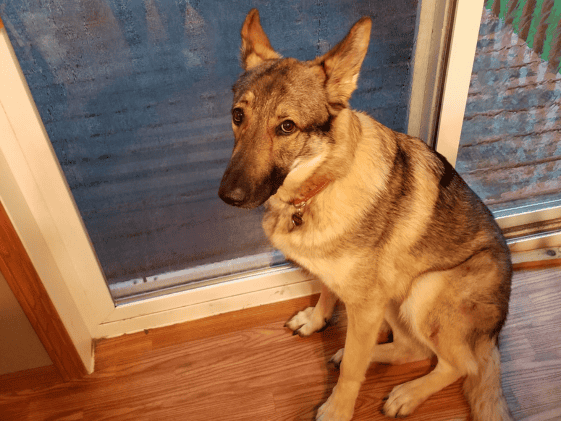A German Shepherd sitting by a door while it's raining outside.