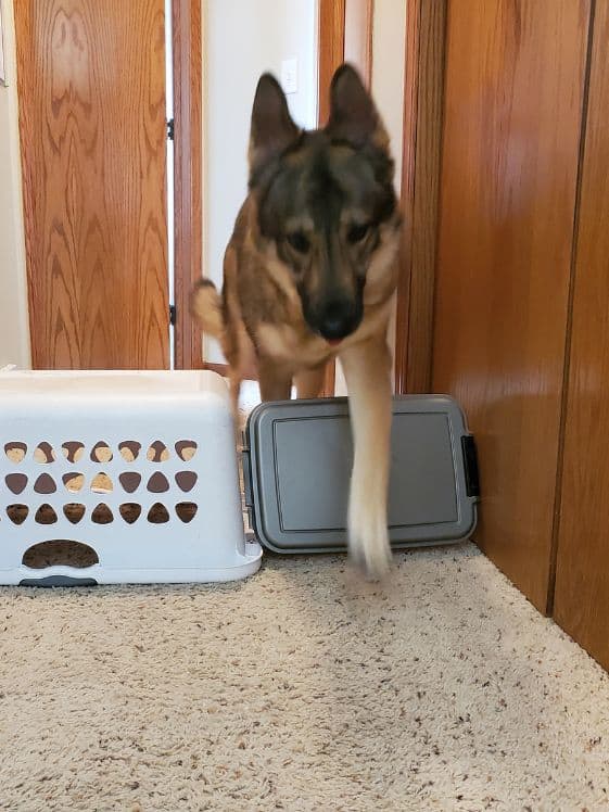 A German Shepherd jumping over a basket.