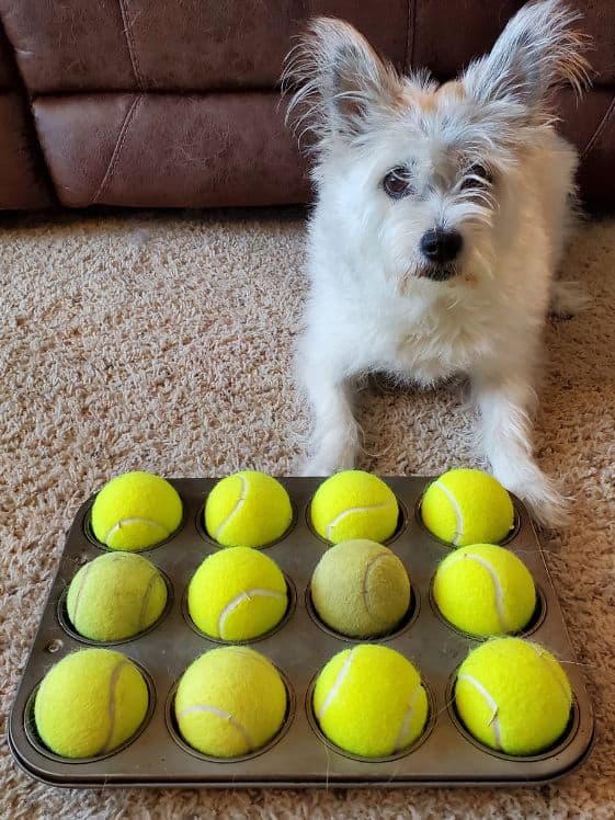 A white dog next to a muffin tin with tennis balls in each muffin cup.