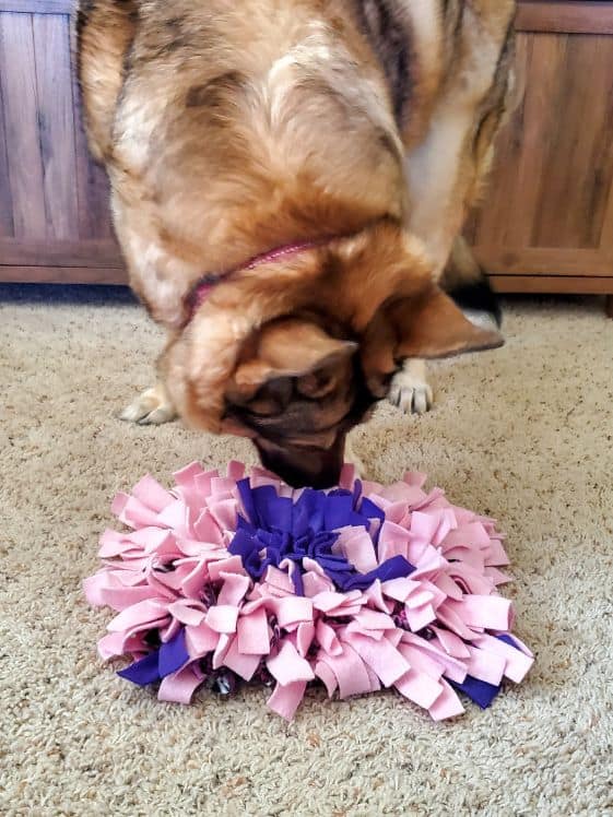 A German Shepherd sniffing a snuffle mat.