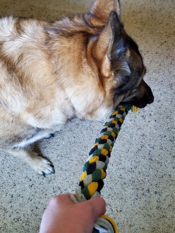 A German Shepherd playing tug.