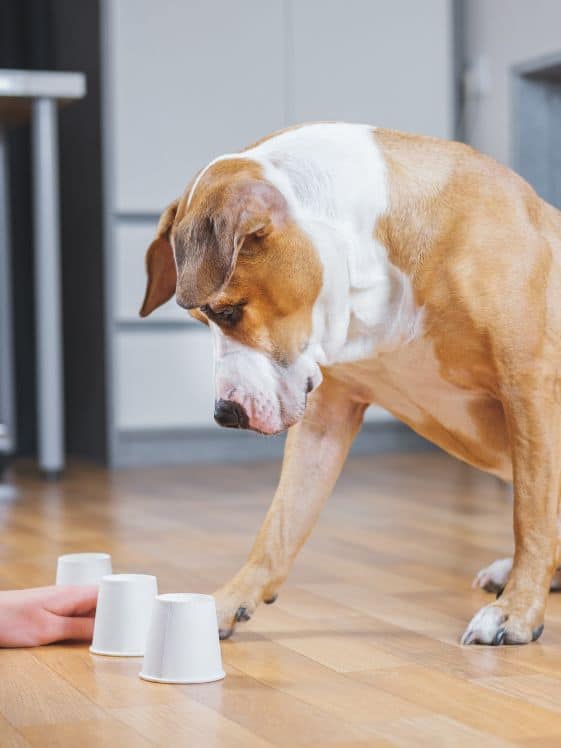 A dog looking at three upside down cups.