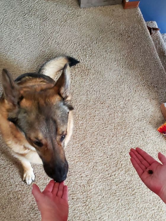 A German Shepherd sniffing a hand.