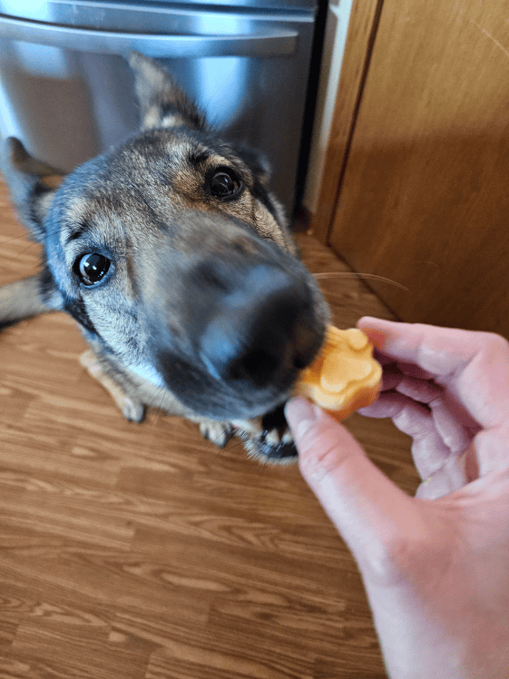 A German Shepherd biting a paw shaped frozen sweet potato dog treat.