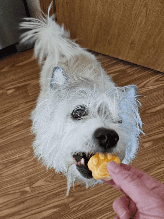 A white dog biting paw shaped sweet potato ice cream for dogs.
