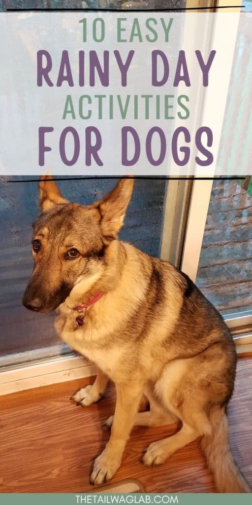 Easy Rainy Day Activities for Dogs