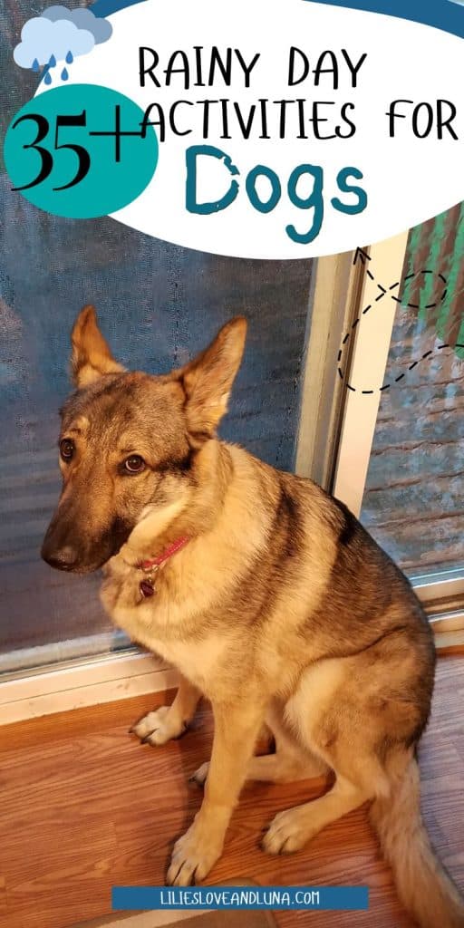 A German Shepherd sits indoors by a window, with a caption indicating the availability of over 35 activities for dogs, particularly geared towards entertaining them on rainy days.