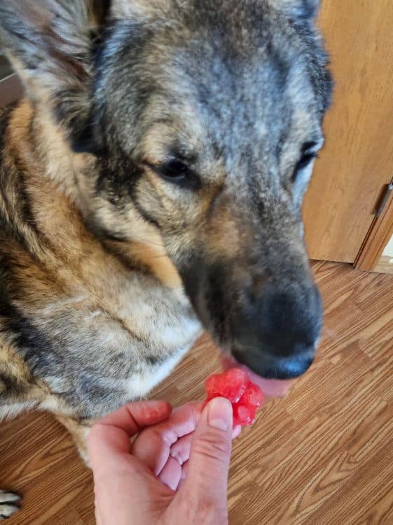 A German Shepherd licking a paw shaped strawberry watermelon frozen dog treat.