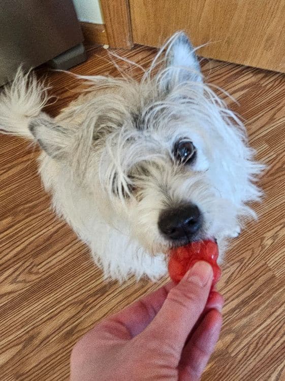 A white dog biting a paw shaped strawberry watermelon frozen dog treat.