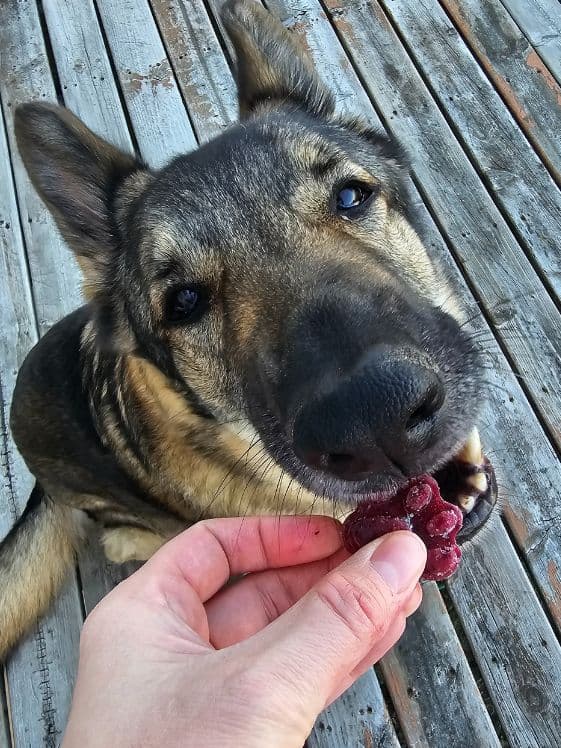 A German Shepherd biting a frozen paw shaped watermelon berry dog treat.