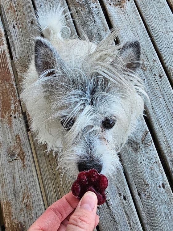 A white dog sniffing a paw shaped frozen watermelon berry dog treat.