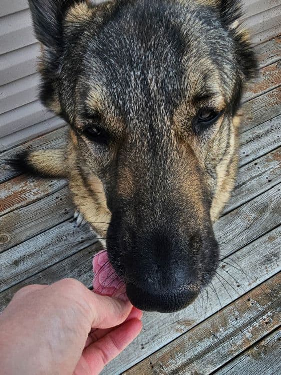 A German Shepherd biting a paw shaped strawberry watermelon ice cream dog treat.