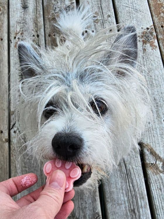 A white dog biting a paw shaped strawberry watermelon ice cream dog treat.