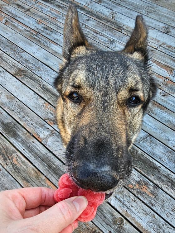 A German Shepherd biting a paw shaped banana melon berry pawsicle.