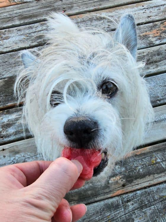 A white dog biting a paw shaped banana melon berry pawsicle.