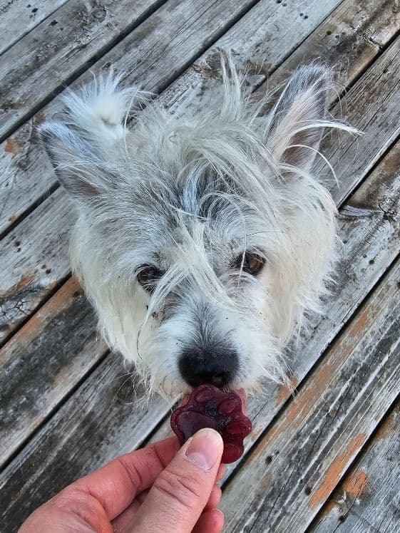 A white dog sniffing a watermelon blueberry frozen dog treat.