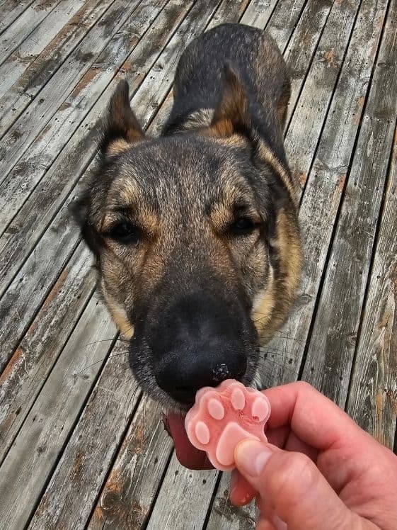A German Shepherd licking a paw shaped frozen watermelon yogurt dog treat.