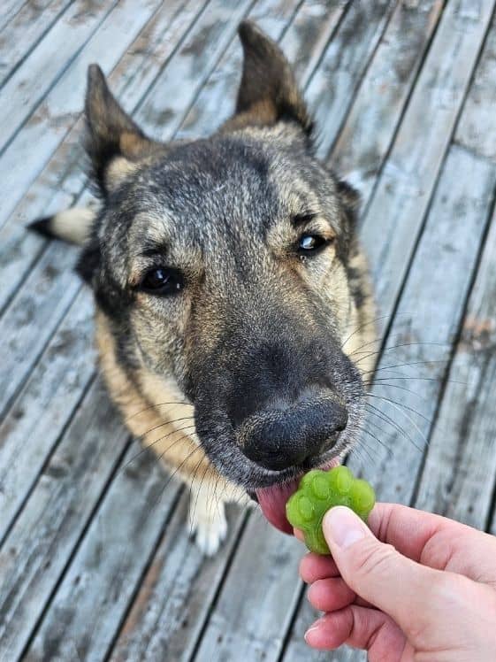 A German Shepherd licking a paw shaped frozen mint dog treat.