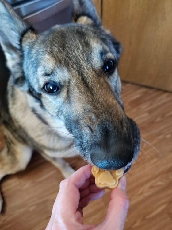 A German Shepherd biting a paw shaped frozen sweet potato applesauce dog treat.