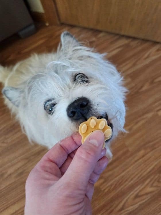 A white dog about to bite a paw shaped sweet potato applesauce frozen dog treat.