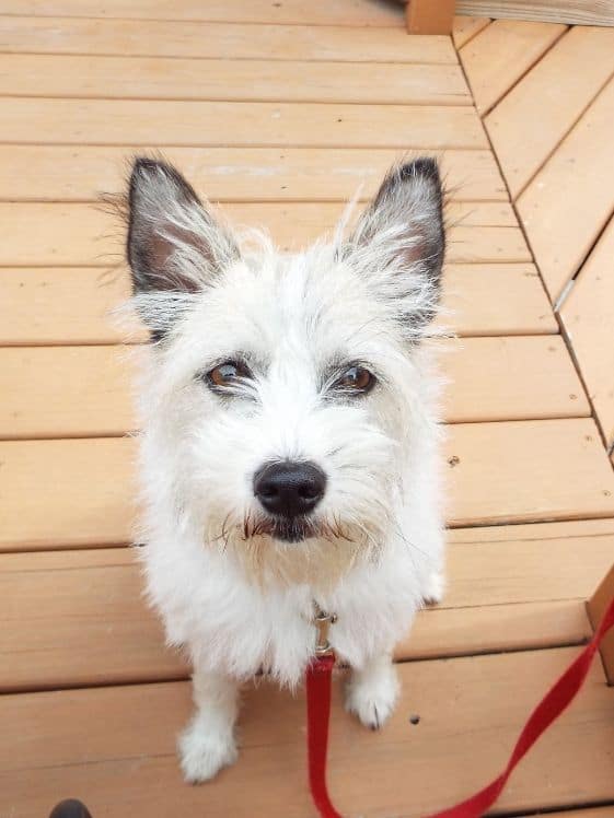 A medium sized white dog looking at the camera.