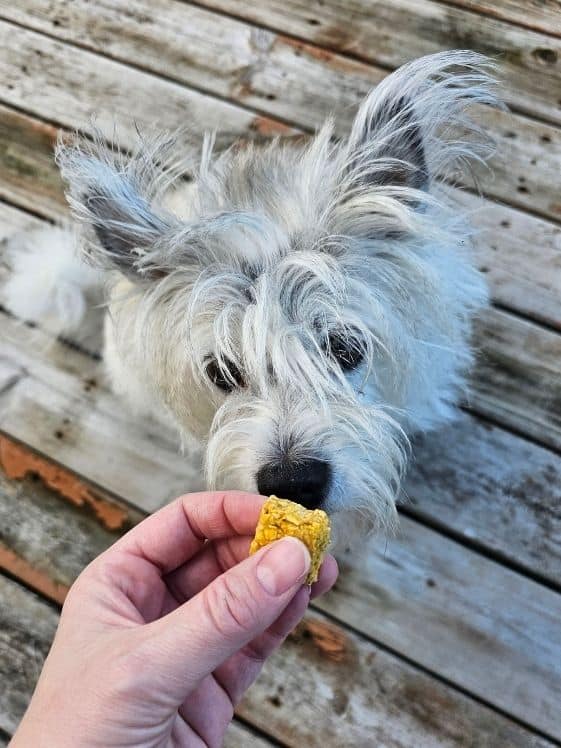 White dog sniffing a no bake apple pumpkin bite.