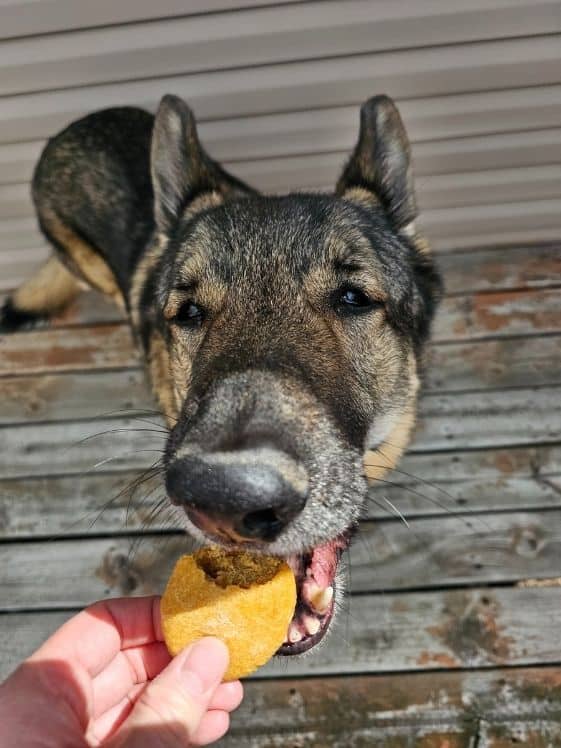 A German Shepherd biting a baked sweet potato pumpkin dog treat.
