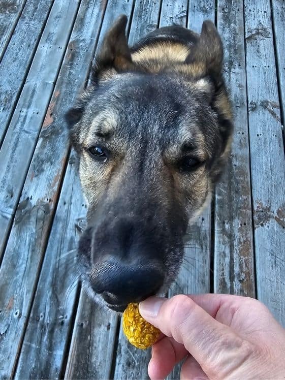 A German Shepherd biting a no bake apple pumpkin dog treat.