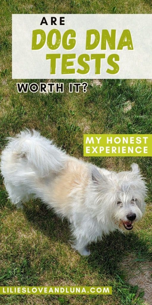 A fluffy dog stands on grass, accompanied by text asking, "Are dog DNA tests worth it?" and sharing a personal experience with dog DNA testing.