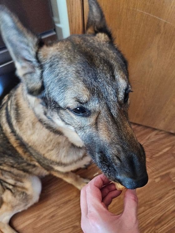 A German Shepherd biting a frozen dog treat.