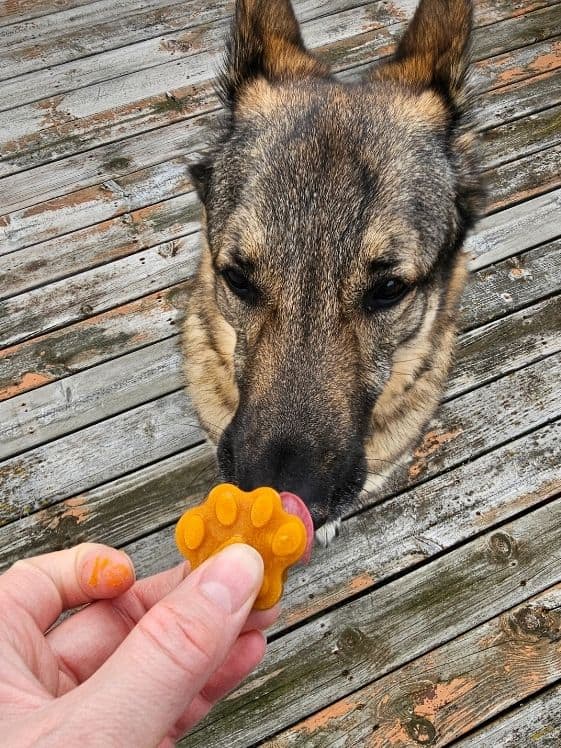 A German Shepherd looking at a paw shaped frozen pumpkin banana dog treat.