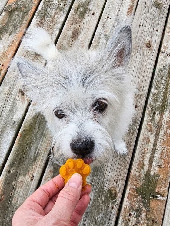 A white dog sniffing a paw shaped pumpkin banana frozen dog treat.
