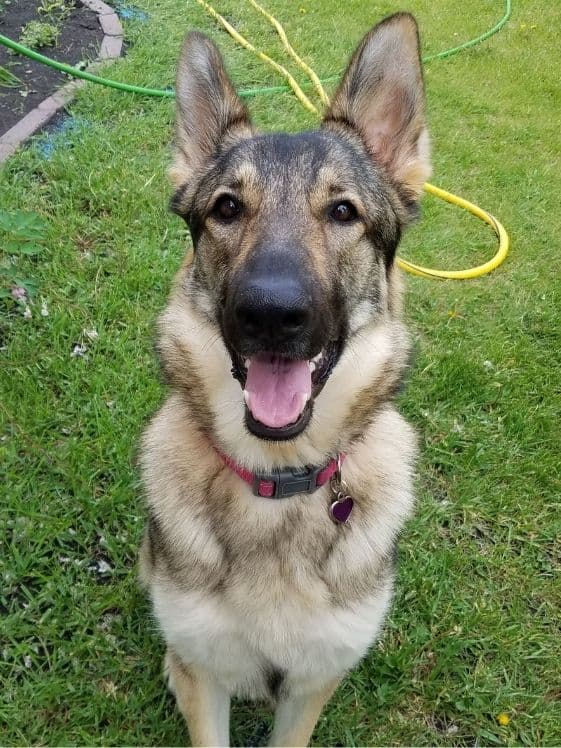 A German Shepherd