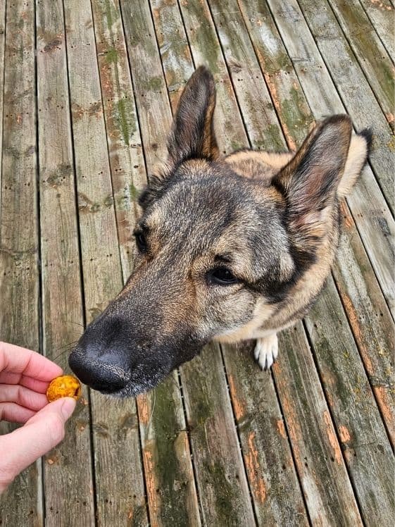 A German Shepherd sniffing a cranberry oat ball.