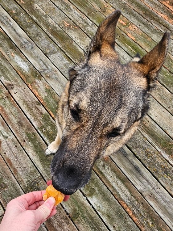 A German Shepherd biting a pumpkin cranberry frozen dog treat.