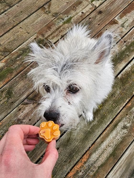 A white dog sniffing a paw shaped frozen dog treat.