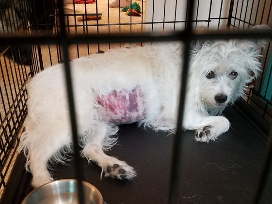 A white dog laying in a wire kennel.