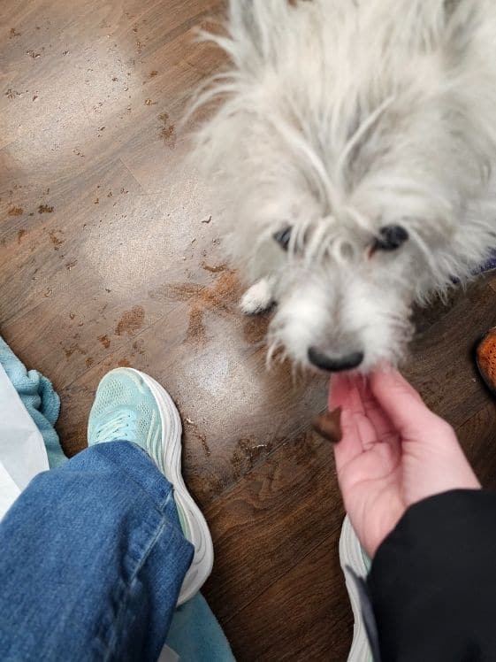 A white dog spitting a Hershey's kiss out.