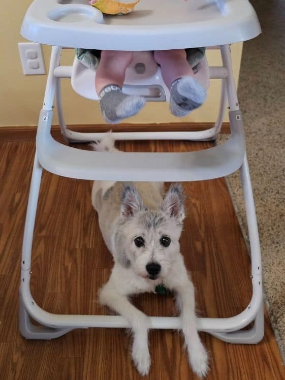 A white dog laying under a high chair with a baby in it.
