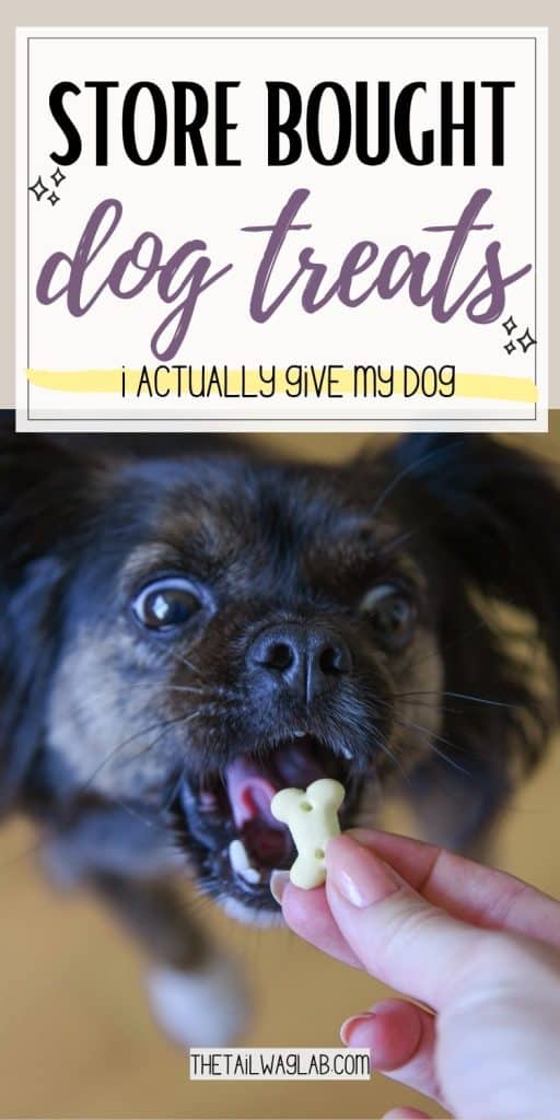 A person holds a small, bone-shaped store bought dog treat in front of a dog that is eagerly anticipating the treat.