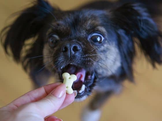 A dog eagerly taking a bone-shaped treat from a person's hand.