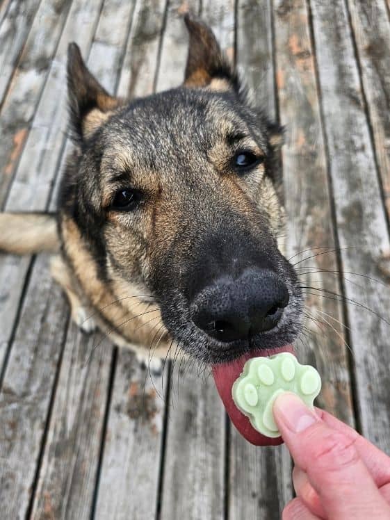 A German Shepherd licking a paw shaped frozen dog treat.