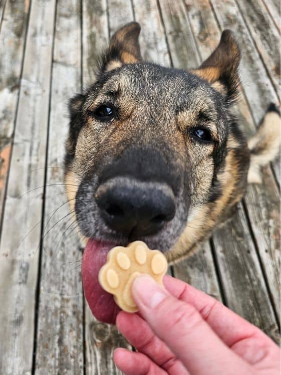 A German Shepherd licking a paw shaped frozen peanut butter applesauce dog treat that is in a person's hand.