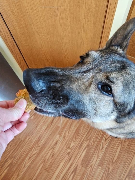 A German Shepherd biting a cheezy zucchini bite.