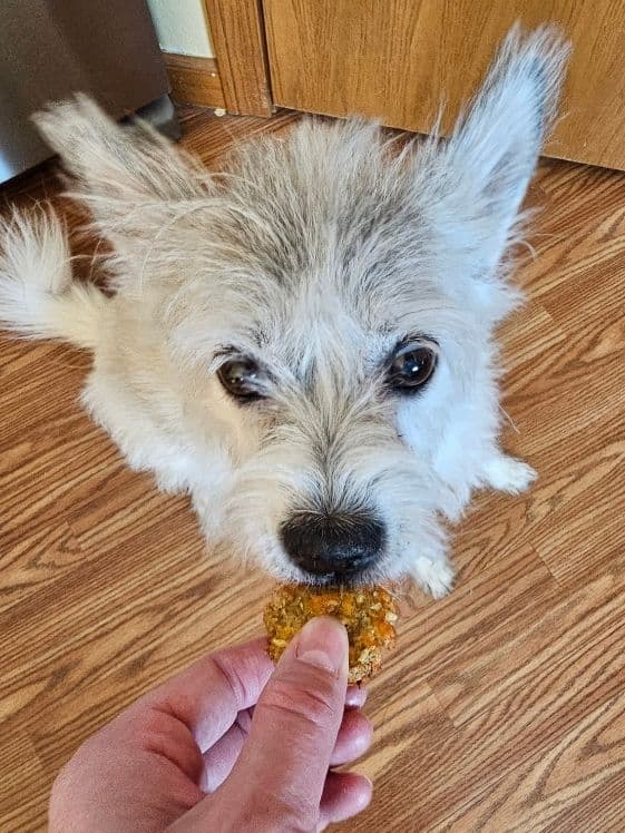 A small white dog biting a cheesy zucchini bite.