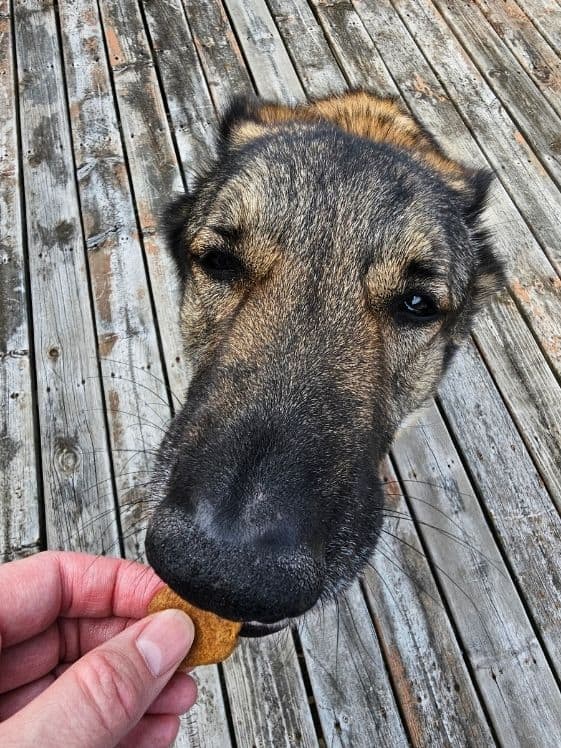 A German Shepherd biting a soft peanut butter sweet potato dog treat.