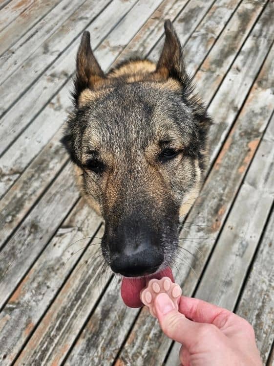 A German Shepherd licking a paw shaped cucumber watermelon mint frozen dog treat.