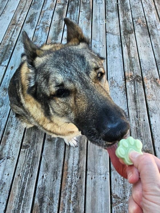 A German Shepherd licking a paw shaped frozen cucumber honeydew dog treat.