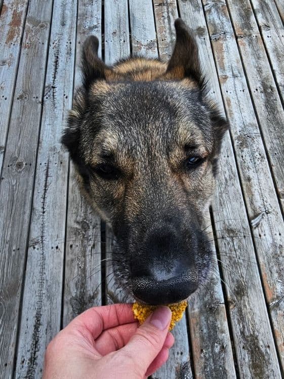 A German Shepherd biting a pumpkin oat dog biscuit being held in a person's hand.